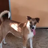 Adopta a Milagritos