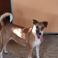 Adopta a Milagritos