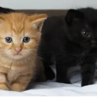 Adopta a Gatitos