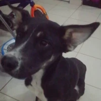 Adopta a Anbu