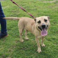 Adopta a Samba