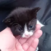 Adopta a Luna