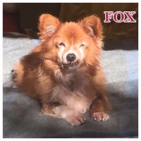 Adopta a Fox