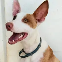 Adopta a Alfa