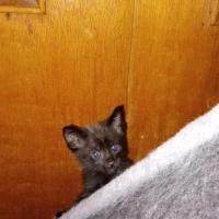 Adopta a Lara Cardenal