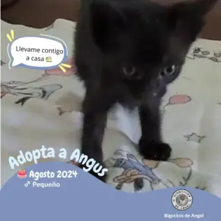 Angus