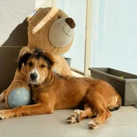 Adopta a Yoshi
