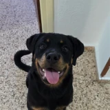 Adopta a Sacha