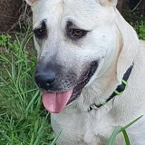 Adopta a Dora