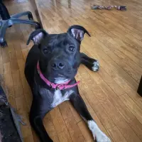 Adopta a Evelyn
