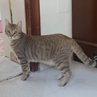 Adopta a Fa "Camada Festival"