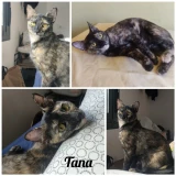 Adopta a Tana