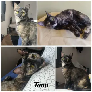 Tana