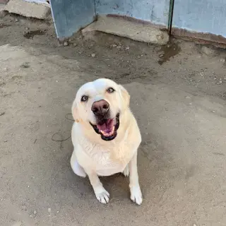 Nieve
