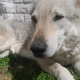 Adopta a Yira