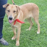 Adopta a Tess