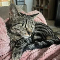 Adopta a Perla
