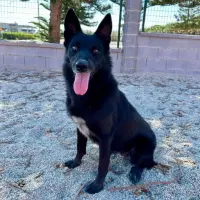 Adopta a Kaoba