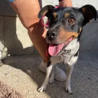 Adopta a Charlie