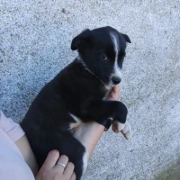 Adopta a Ginni, Ron Y Minerva