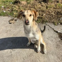 Adopta a Luna