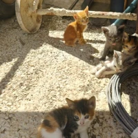 Adopta a Gatitos