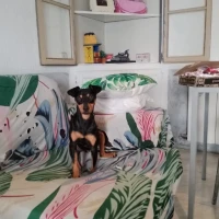 Adopta a Tito