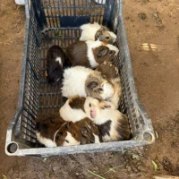 Adopta a Cobayas Macho