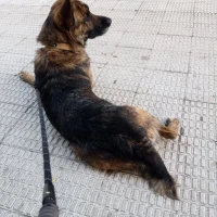 Adopta a Coco