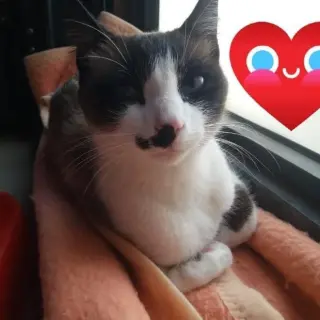 Luci
