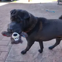 Adopta a Klaus