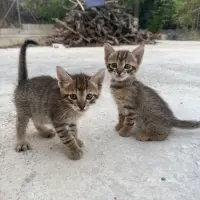 Adopta a 2 Gatitos Machos En Adopción!