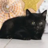 Adopta a Camada De Los Científicos
