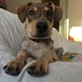 Adopta a Taco