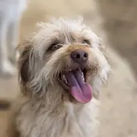 Adopta a Balto