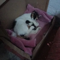 Adopta a Gatitos En Adopcion