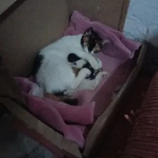 Gatitos En Adopcion