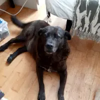 Adopta a Nica