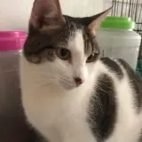 Adopta a Claudia