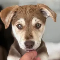Adopta a Ozuna, Precioso Cachorro Tlf 645978718