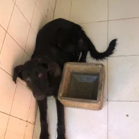 Adopta a Pastorcillo 2