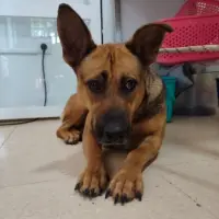 Adopta a Valeria