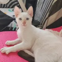 Adopta a Mario