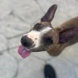 Adopta a Melona