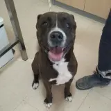 Adopta a Caín