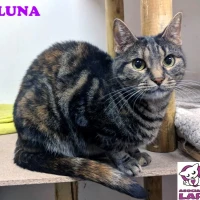 Adopta a Luna
