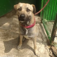 Adopta a Bob