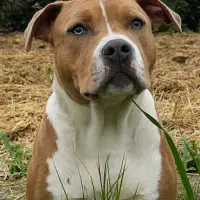 Adopta a Margarita