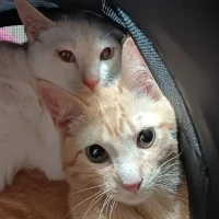 Adopta a Adopción Conjunta