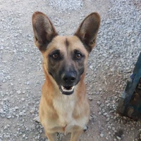 Adopta a Goofy